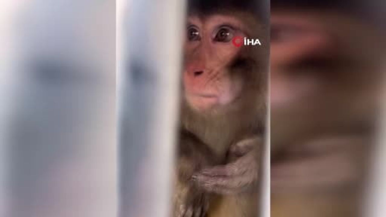 Yozgat’ta Yakalanan Hint Şebeği (Rhesus) Maymunu Ankara’da Koruma Altına Alındı