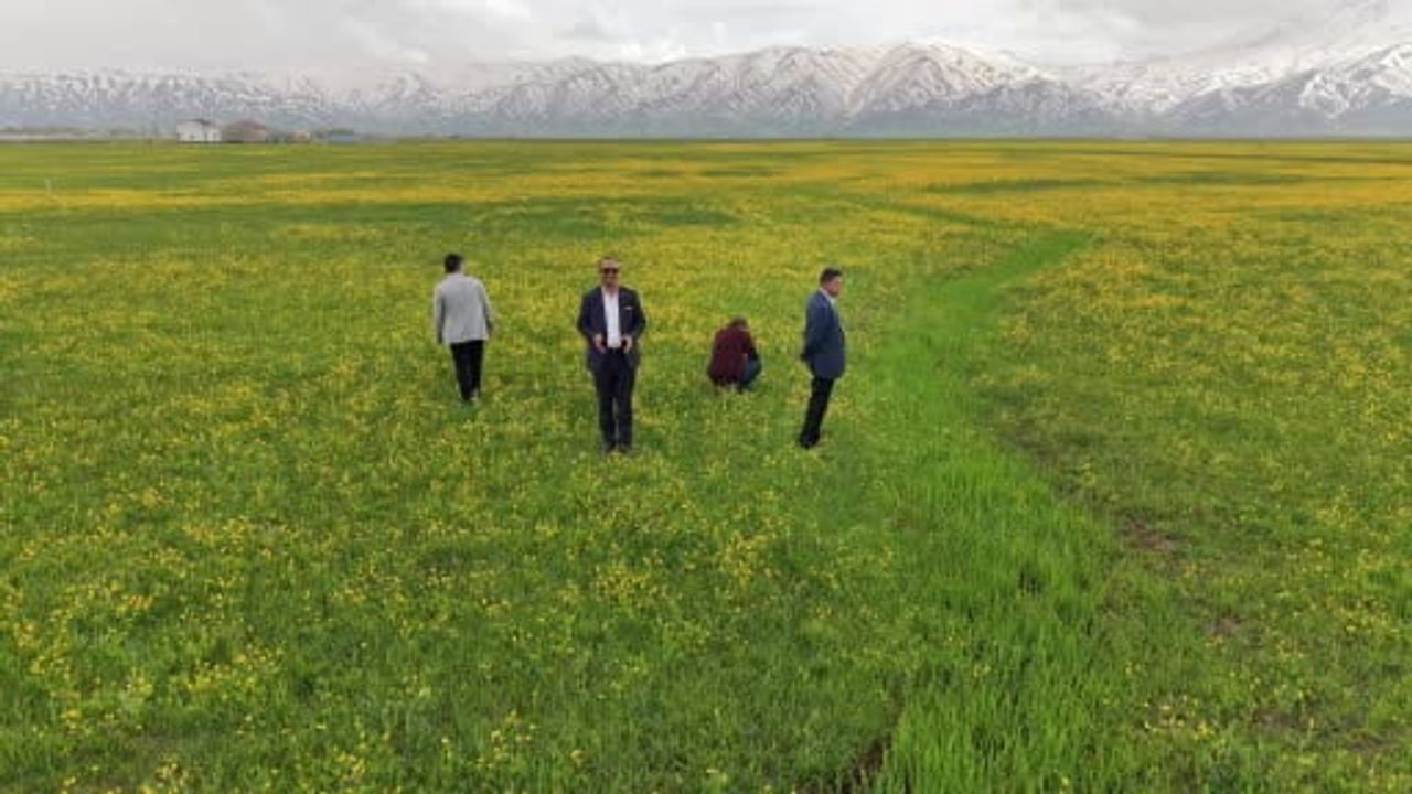 Yüksekova'da bahar ve kış bir arada: Cilo Dağı'nda kar, ovada çiçekler