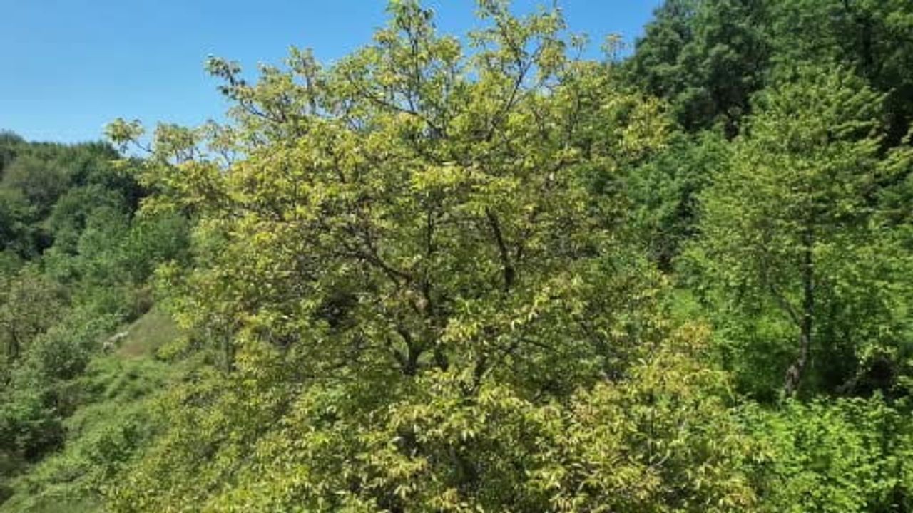 Zonguldak'ta Bahar: Gelik Ormanları Dronla Kartpostallık Görüntüler Oluşturdu