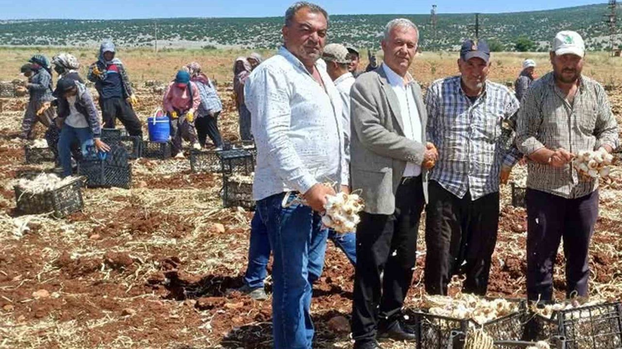 AB tescilli Araban sarımsağında 2026 hasadı başladı