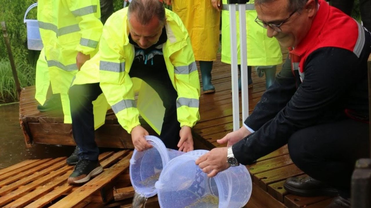 Abant Gölü’ne 100 bin endemik Abant alası bırakıldı
