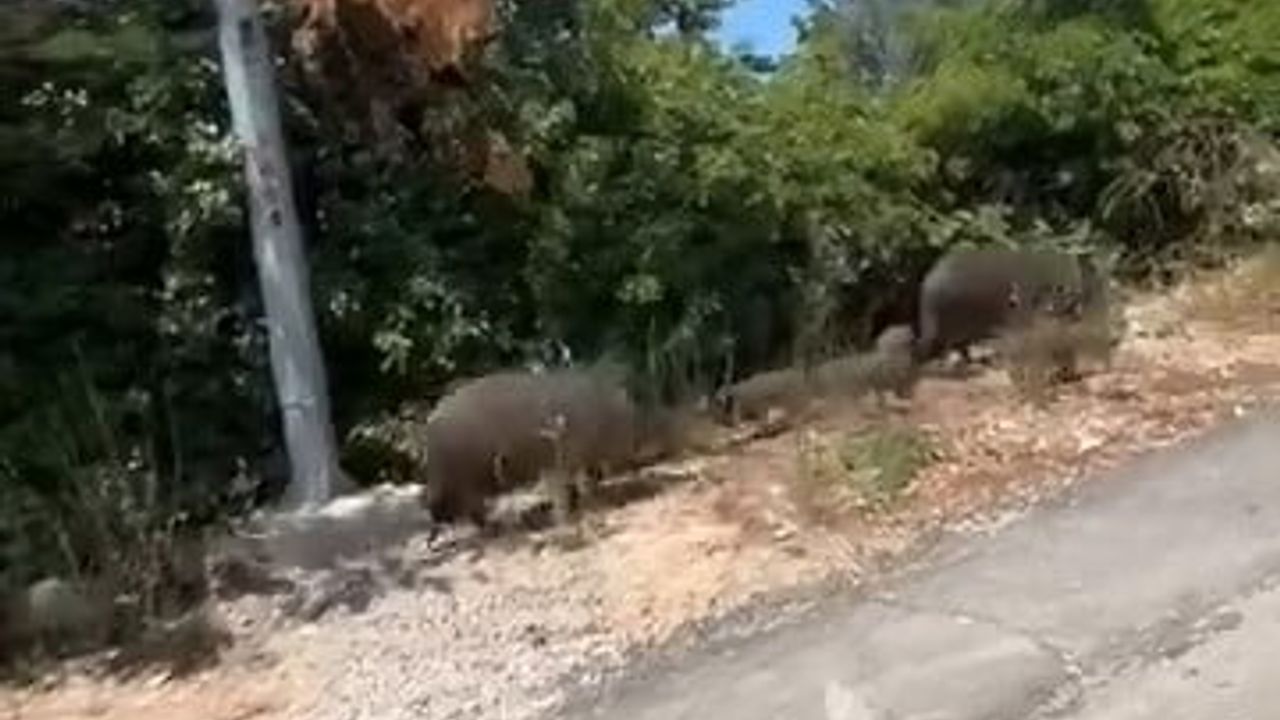 Aç kalan domuz sürüsü şehre indi