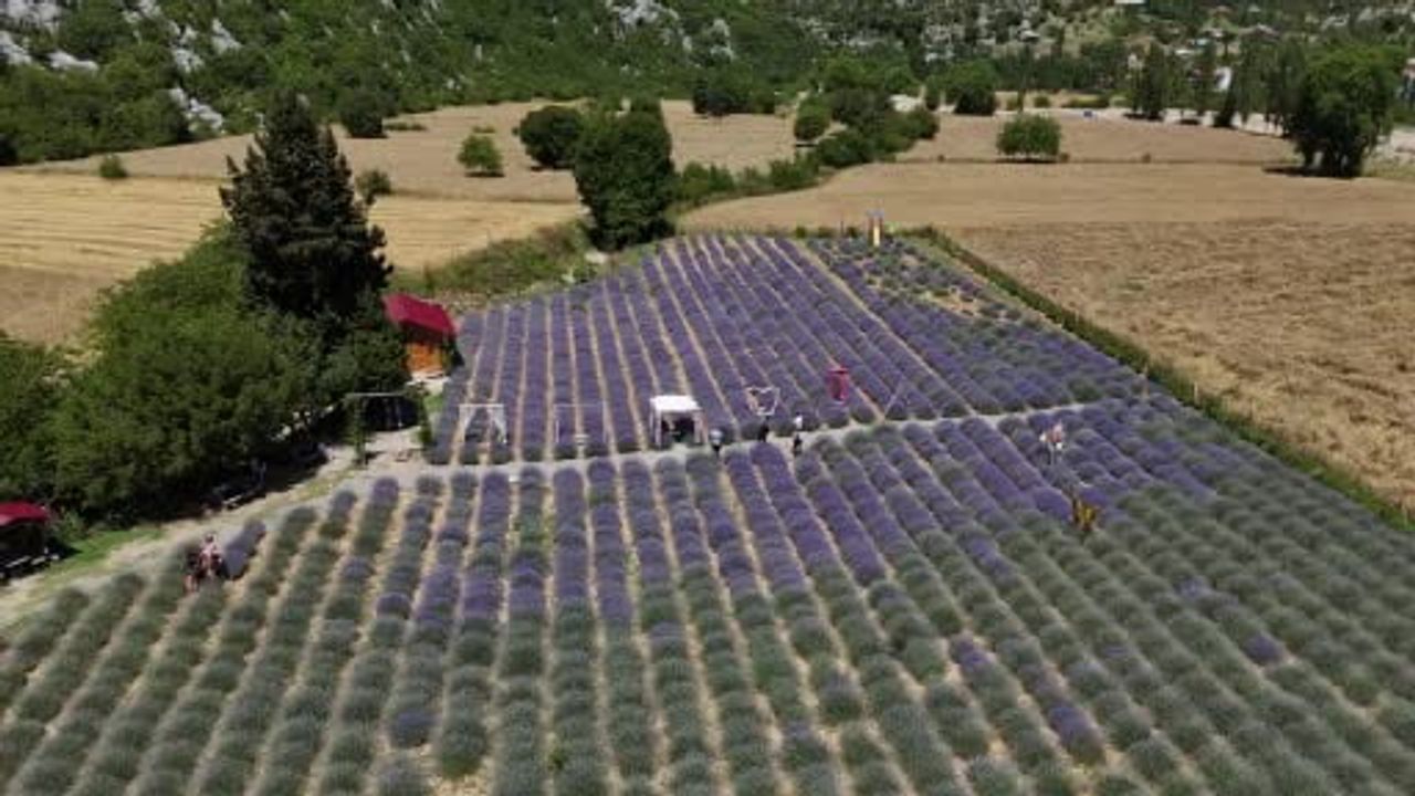 Adana sıcağından kaçanlar lavanta bahçelerine akın etti