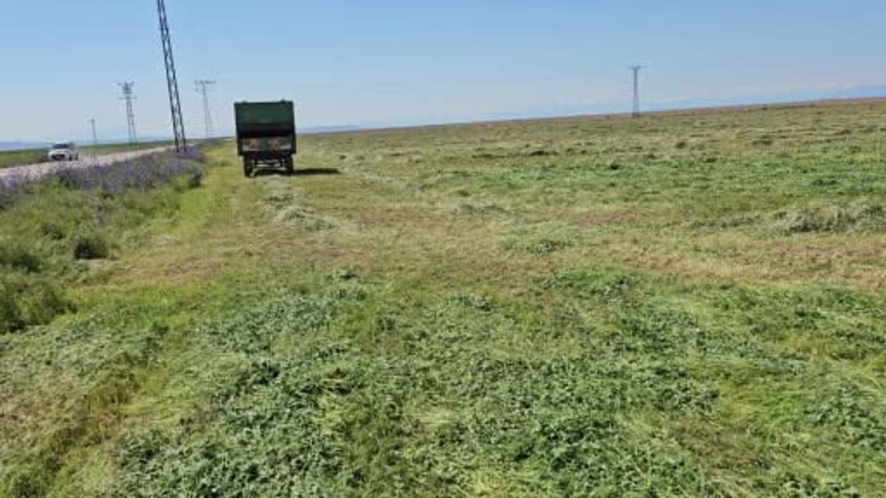 Adilcevaz'da ot biçme sezonu başladı: Hayvancılık için kışlık yem hazırlığı yoğunlaştı