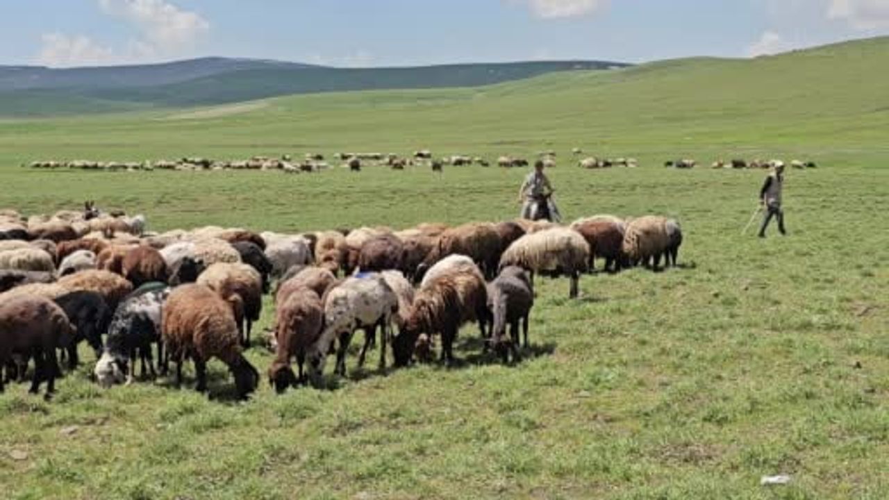 Adilcevaz'da yayla sezonu sürüyor