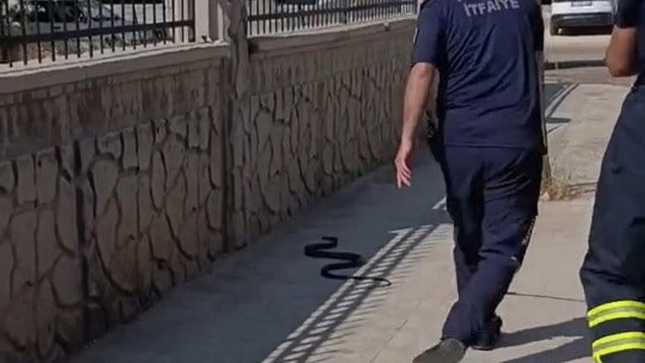 Adıyaman'da hastane yanında görülen yılan itfaiye ekiplerince yakalandı