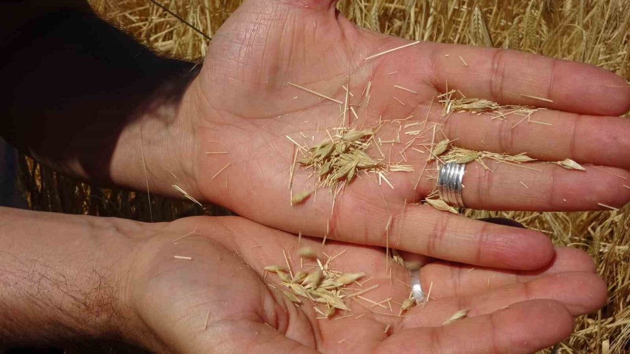 Adıyaman'da hububat hasadı başladı