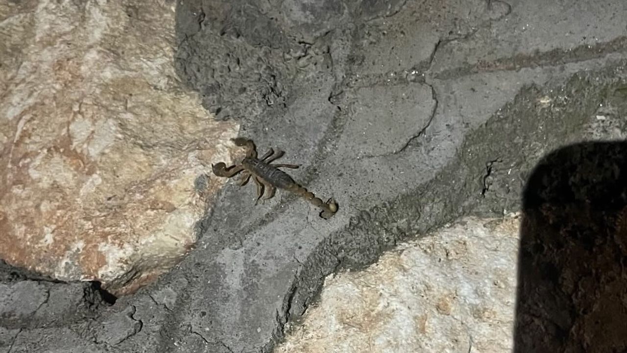 Adıyaman kent merkezinde akrep görülmeleri bildirildi