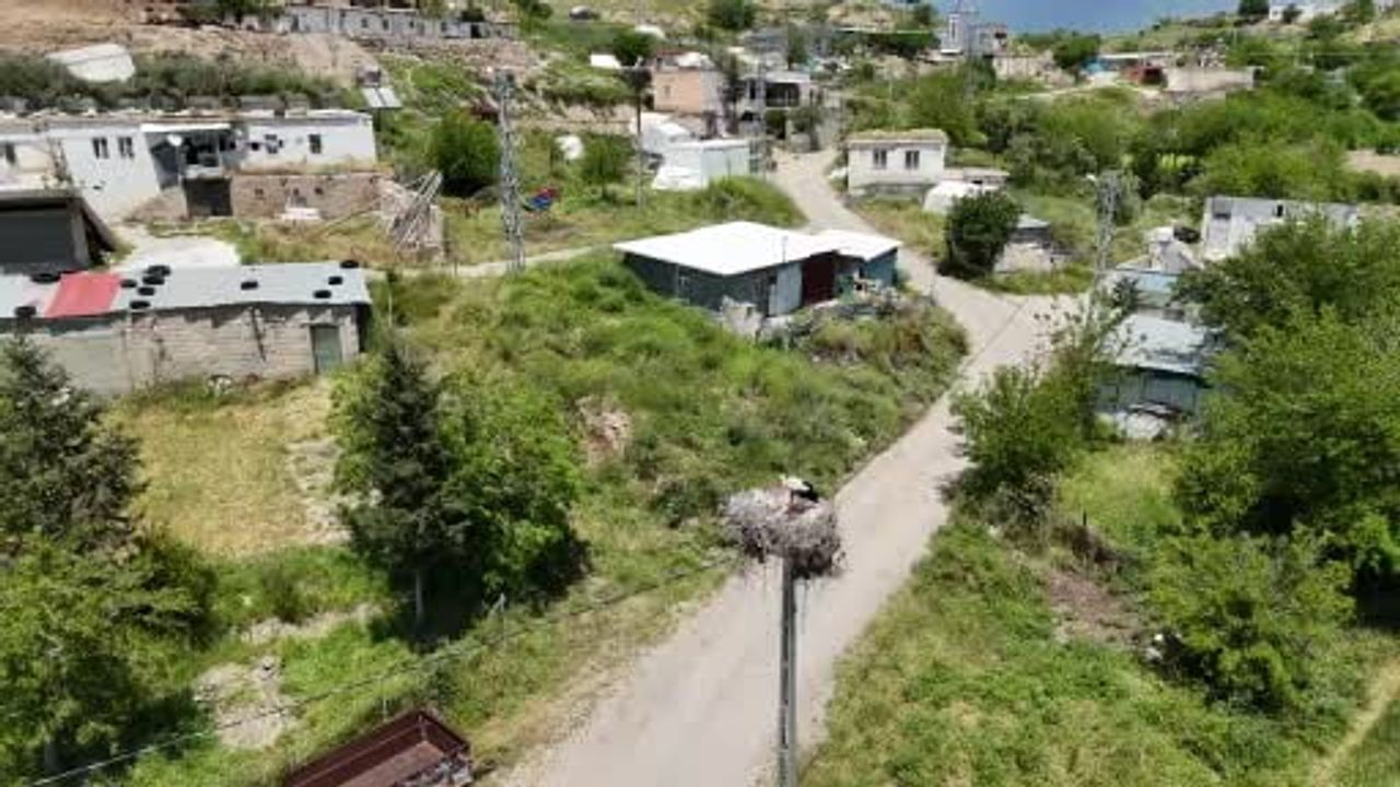 Adıyaman Kızılcapınar Köyü, Atatürk Barajı kıyısında leyleklerin uğrak noktası