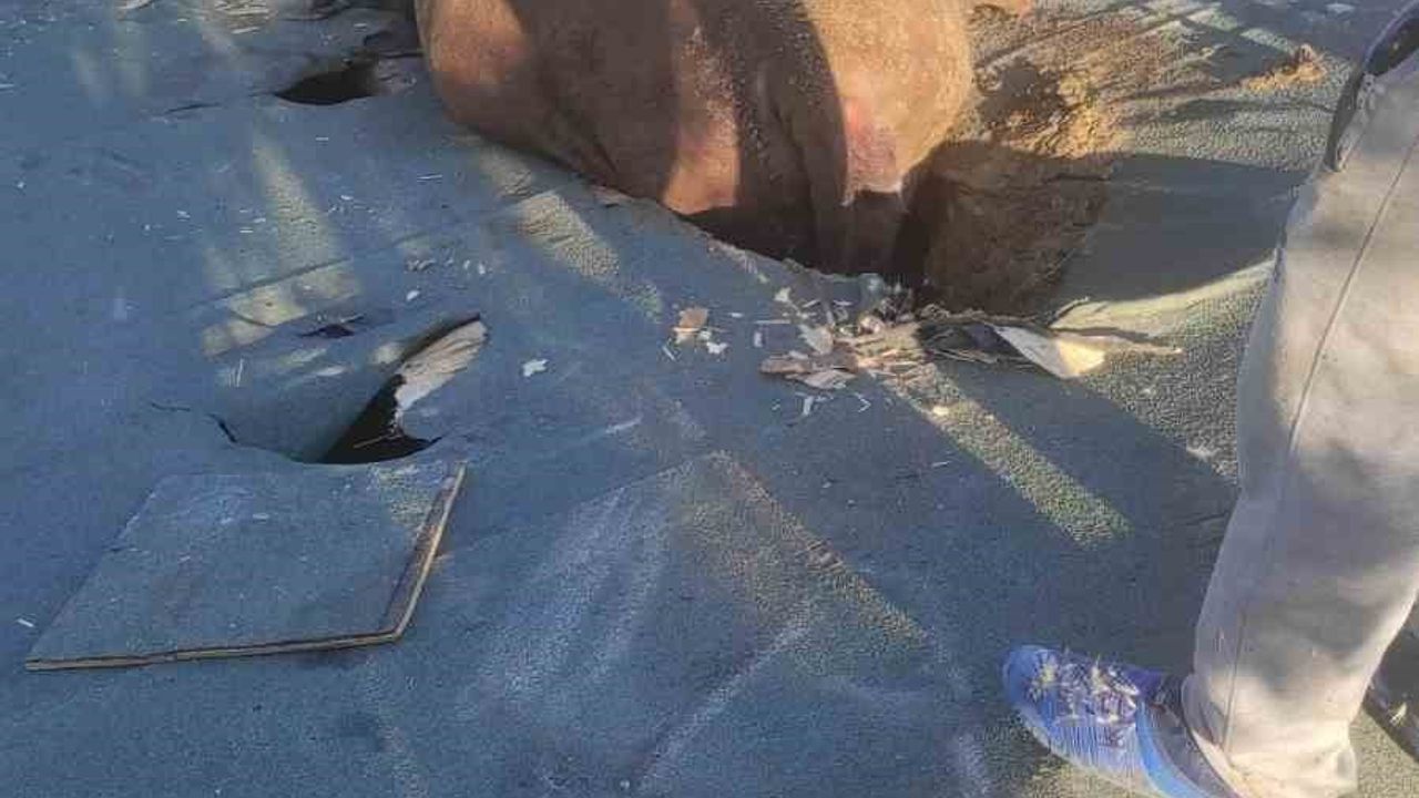 Afyonkarahisar'da çöken çatıda mahsur kalan inek itfaiye kurtardı
