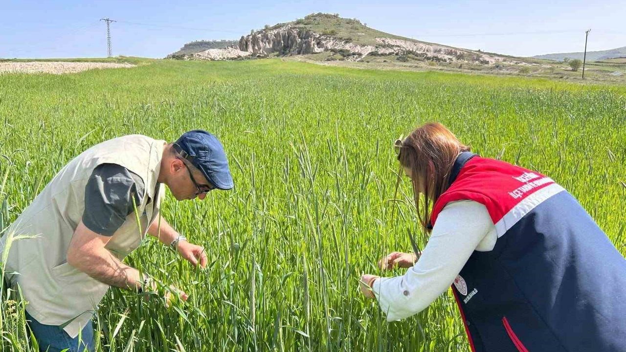 Afyonkarahisar'da hububat alanlarında fenolojik gözlem ve süne kontrolleri sürüyor
