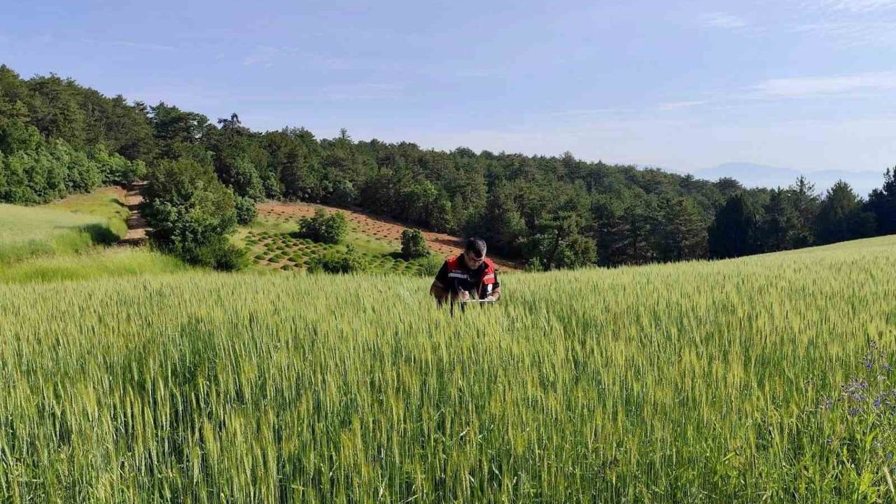 Afyonkarahisar'da planlı tarımsal üretim için saha kontrol ve takip çalışmaları sürüyor