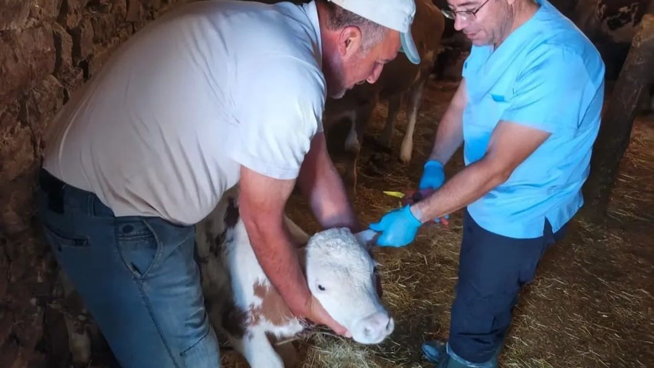 Ağın’da büyükbaş hayvanlarda aşılama ve küpeleme çalışmaları sürüyor