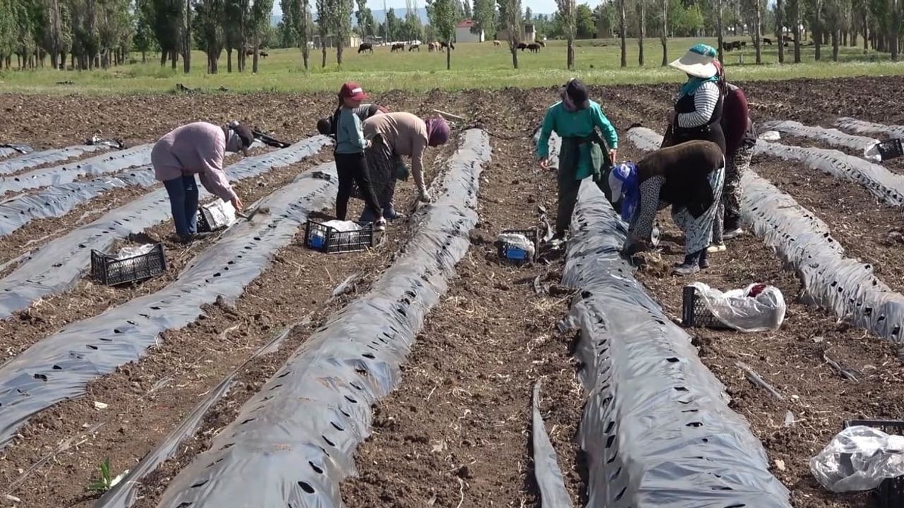 Ağrı’da 300 bin çilek fidesi üreticilerle buluştu