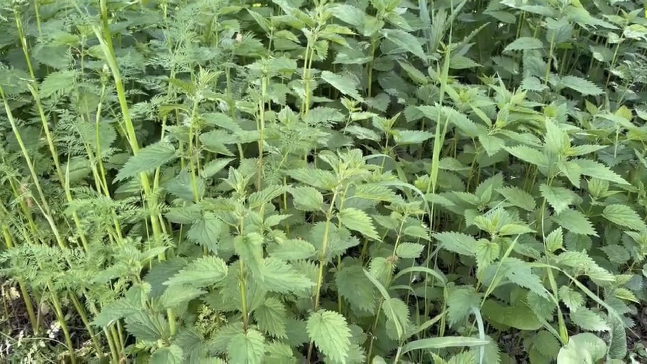 Ağrı'nın Yazılı Köyünde Isırgan Otu Hasadı Başladı