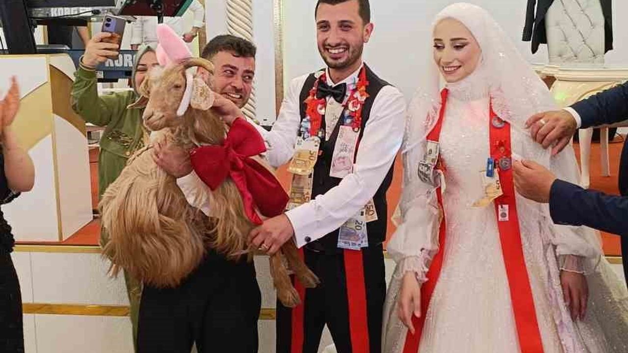 Akçaabat'ta düğünde takı töreninde keçi hediye edildi