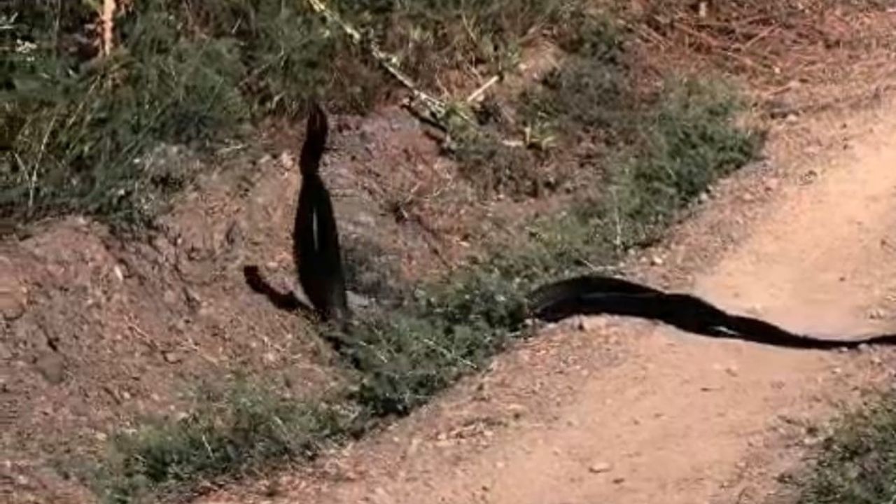 Akçadağ'da yol kenarında yılanların çiftleşme dansı kamerada