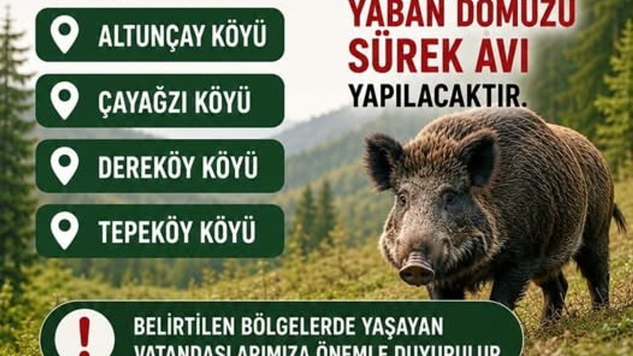 Akçakoca'da 7 Haziran'da Yaban Domuz Sürek Avı: İlçe Müdürlüğünden Güvenlik Uyarısı