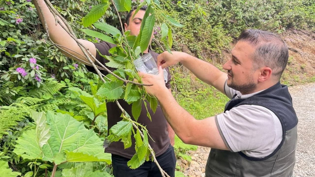 Akçakoca'da kestane gal arısına karşı Torymus sinensis ile biyolojik mücadele