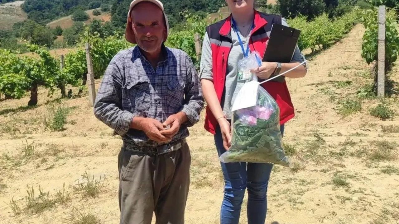 Akhisar'da Hasat Öncesi Denetim: Asma Yaprağı Numuneleri Pestisit Analizine Gönderildi