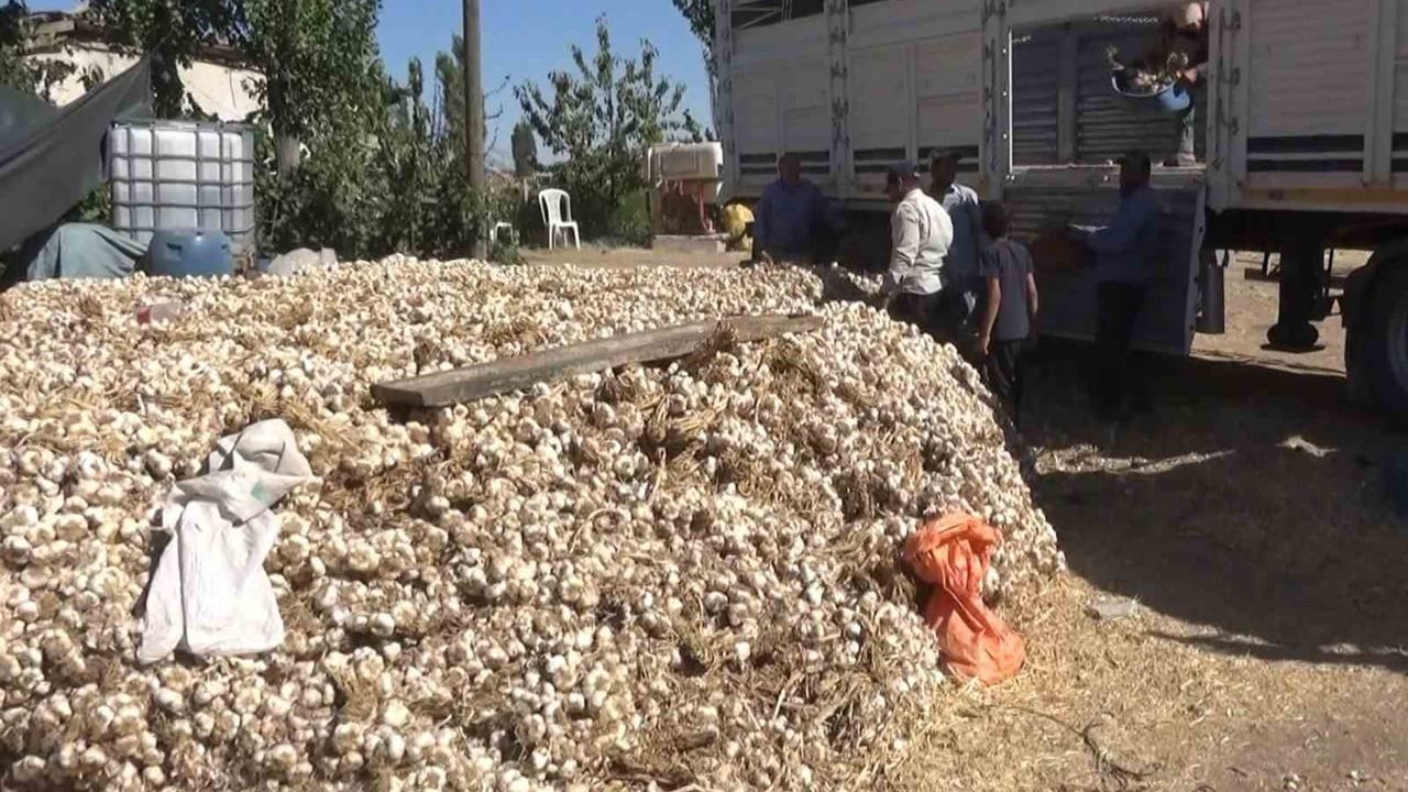Aksaray'ın ata tohumundan yetişen organik sarımsakların hasadı başladı