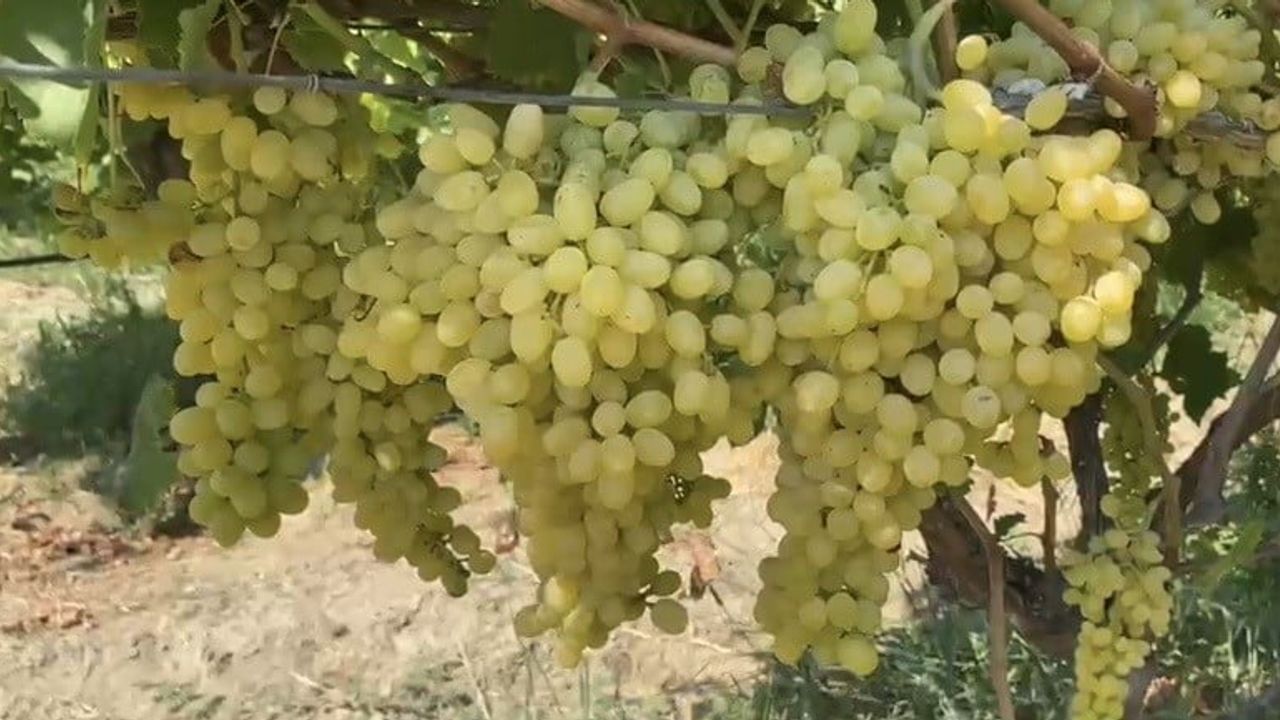 Alaşehir’de çiftçilere son uyarı