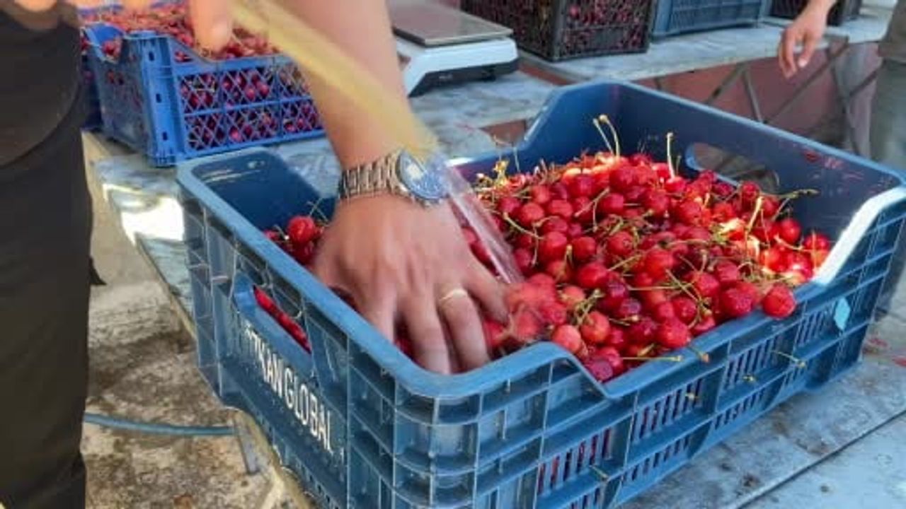 Alaşehir Uluderbent Kiraz Festivali'nde 'En Çok Kiraz Yeme' Yarışmasını 2 Gram Fark Belirledi