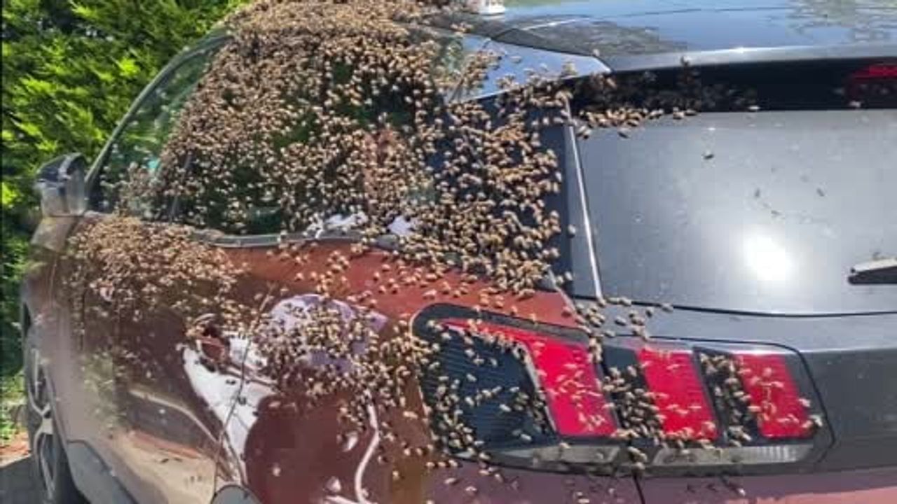 Altınordu'da oğul atan arılar şehir merkezinde bir otomobili sardı