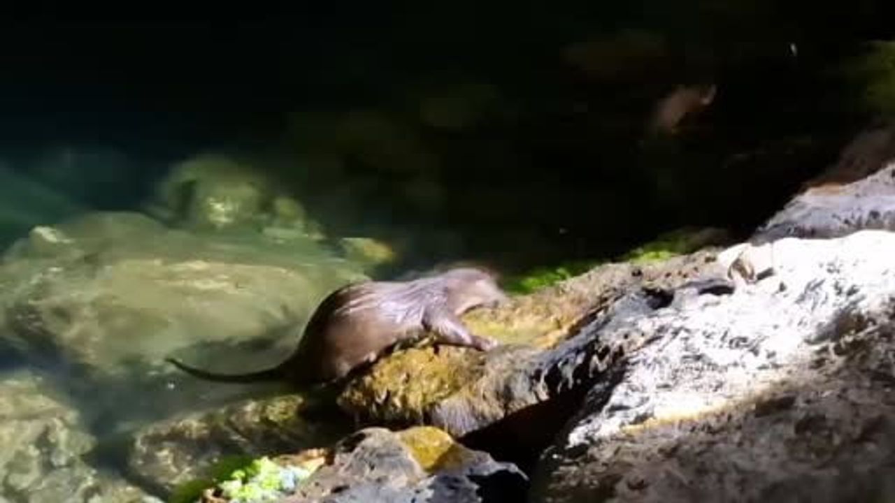 Amasra'da balıkçılar tuttukları balıkları su samurlarıyla paylaştı