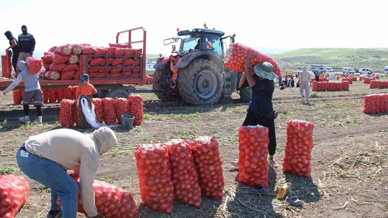 Amasya’da soğan hasadı başladı: Tarlada fiyat 12–25 TL arasında