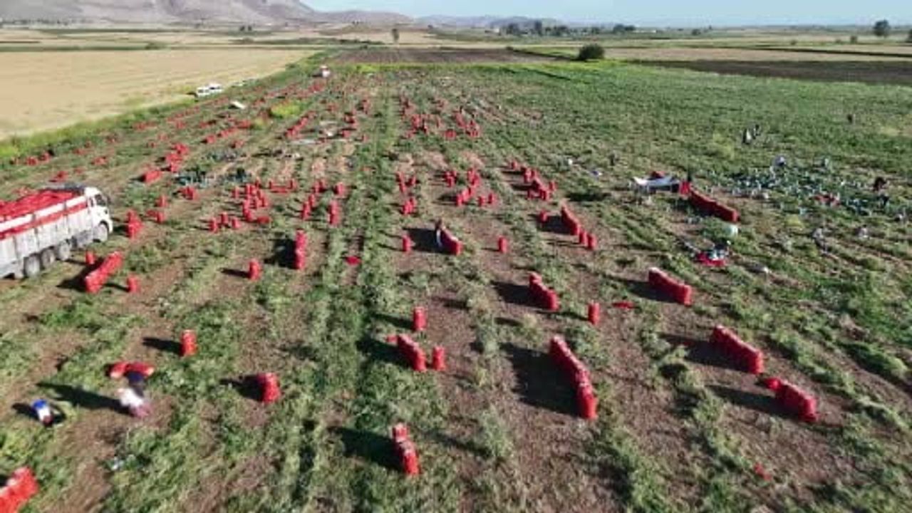 Amik Ovası'nda soğan hasadı sürüyor: Tarlada fiyat 30 TL'ye çıktı, üretici memnun