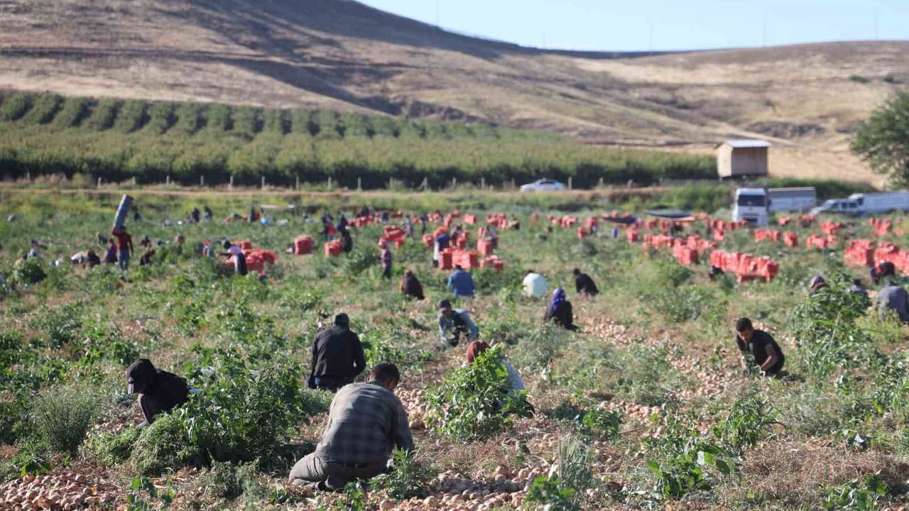 Amik Ovası'nda soğan hasadı sürüyor: Tarlada kilo fiyatı 30 TL'ye yükseldi, üretici memnun