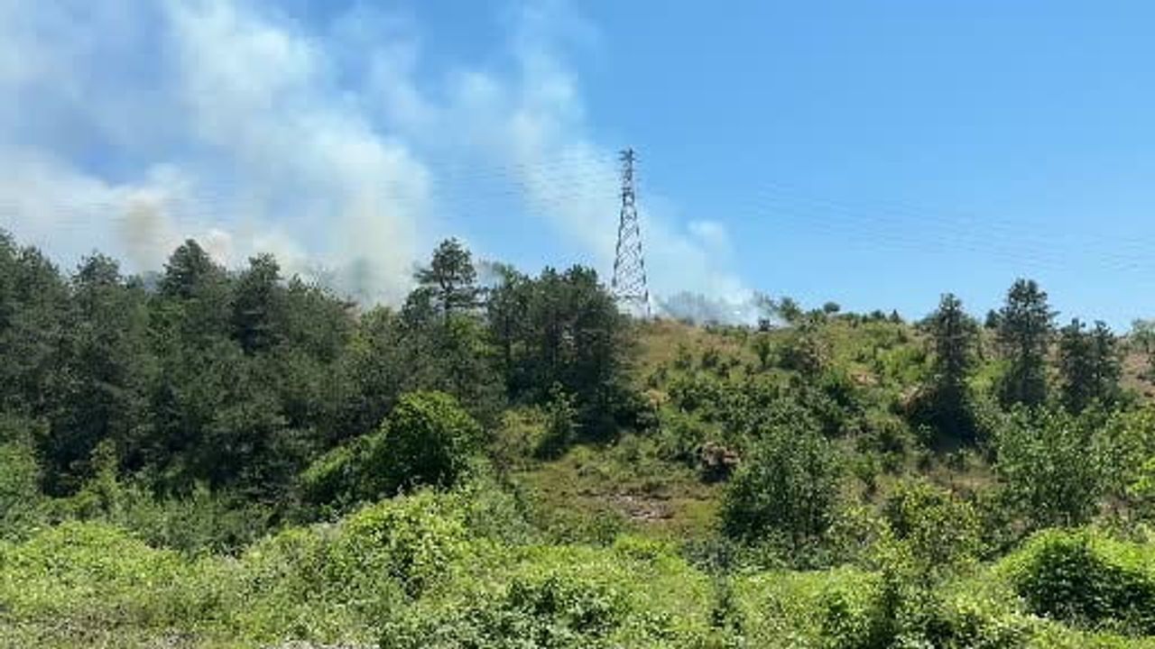 Anız yangını ormana sıçradı: 300 fındık ağacı ve 1 hektar zarar gördü
