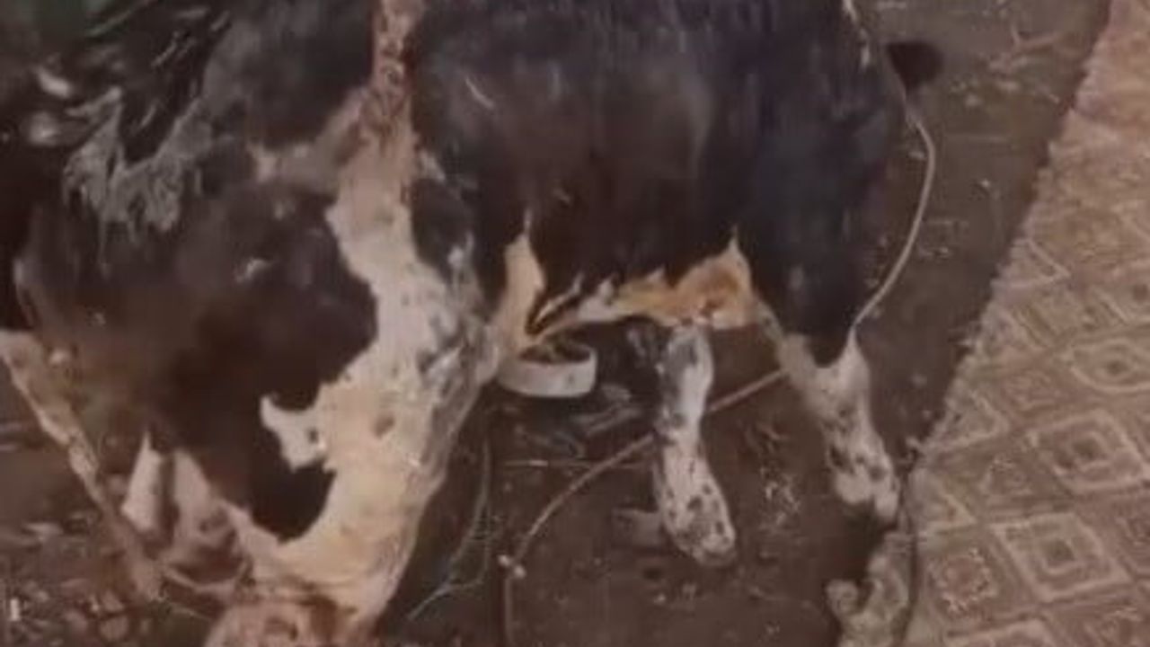 Anız yangını Viranşehir'de tarım malzemelerini kül etti