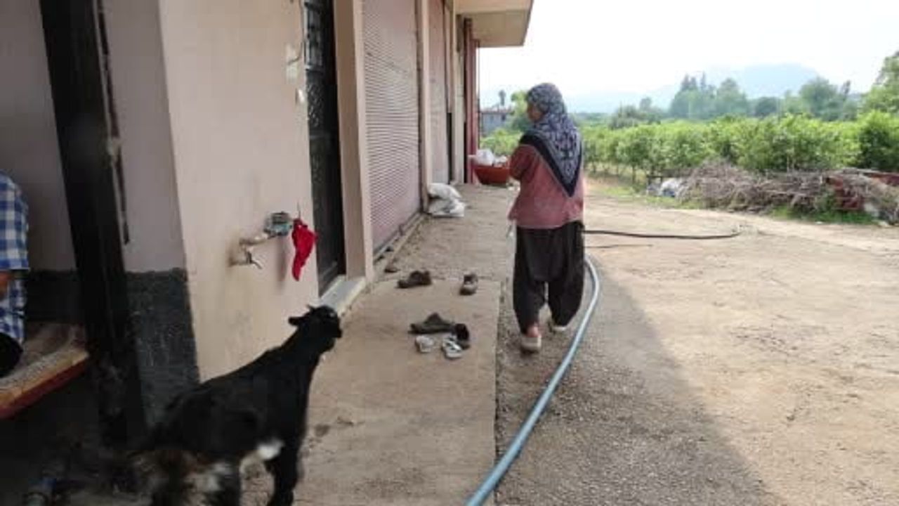 Annesinin reddettiği oğlak, anne sevgisini Hayriye teyzenin yanında buldu