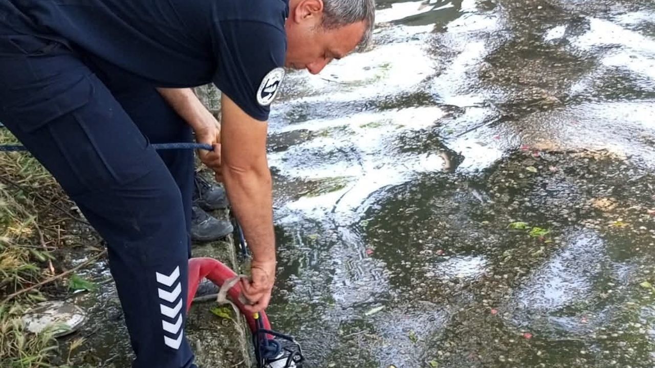 Antakya'da havuza düşen inek itfaiye ekiplerince kurtarıldı