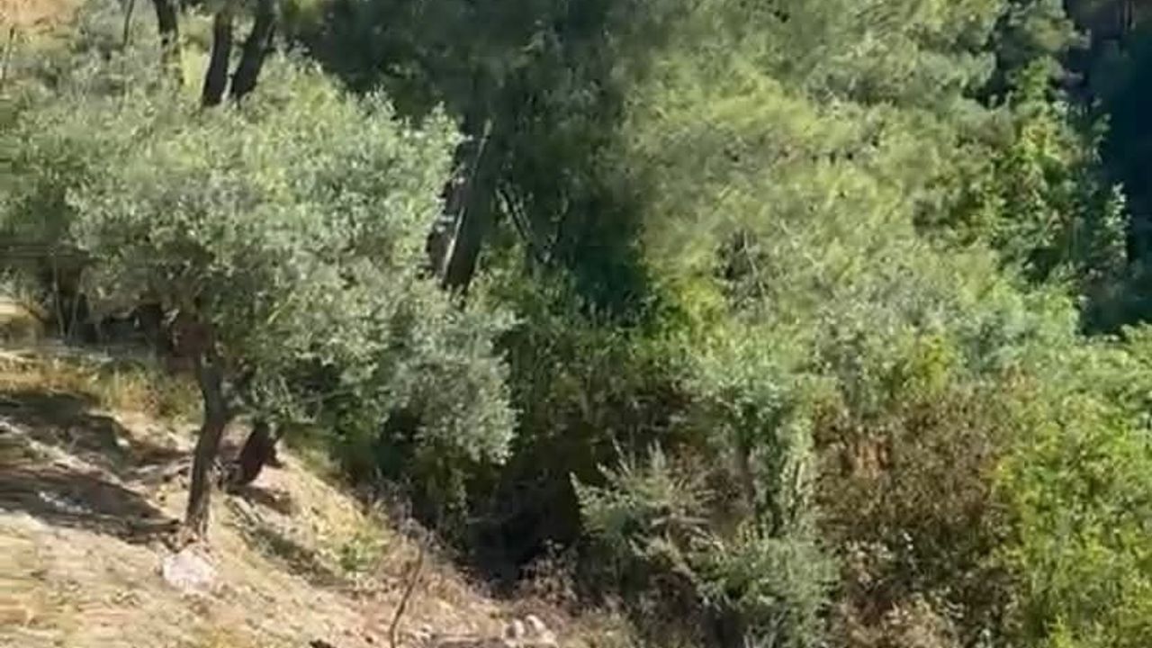 Antakya Dikmece Mahallesi'nde zeytinlik yangını itfaiye müdahalesiyle kontrol altına alındı