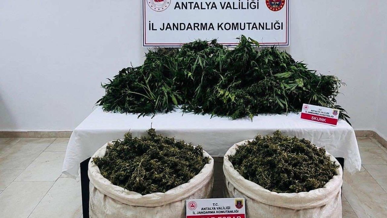 Antalya'da Serik ilçesinde düzenlenen operasyonda 11 kilo 100 gram kubar esrar ve 200 kök kenevir ele geçirildi