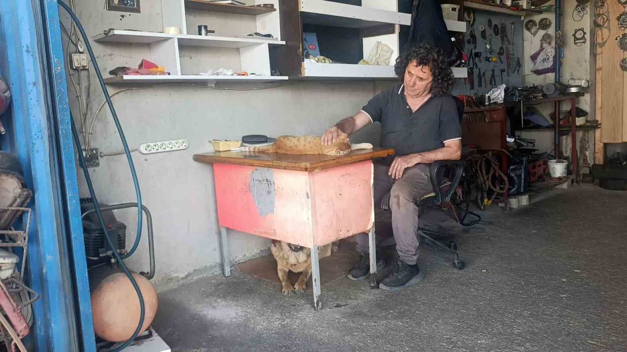 Antalya’da tamircinin 13 yıldır baktığı görme engelli köpek Çiko'ya tek gözlü kedi Bıçkın yoldaş oldu