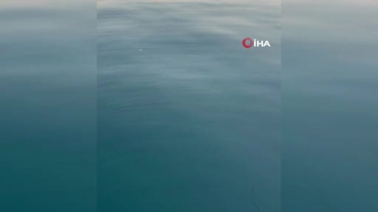 Antalya Konyaaltı'nda sahile 75 metre mesafede 1,5 metrelik Akya yakalandı