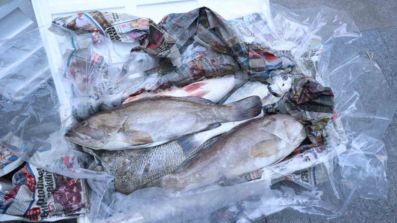 Antalya otogarı'nda balık operasyonu: 260 kilo ele geçirildi