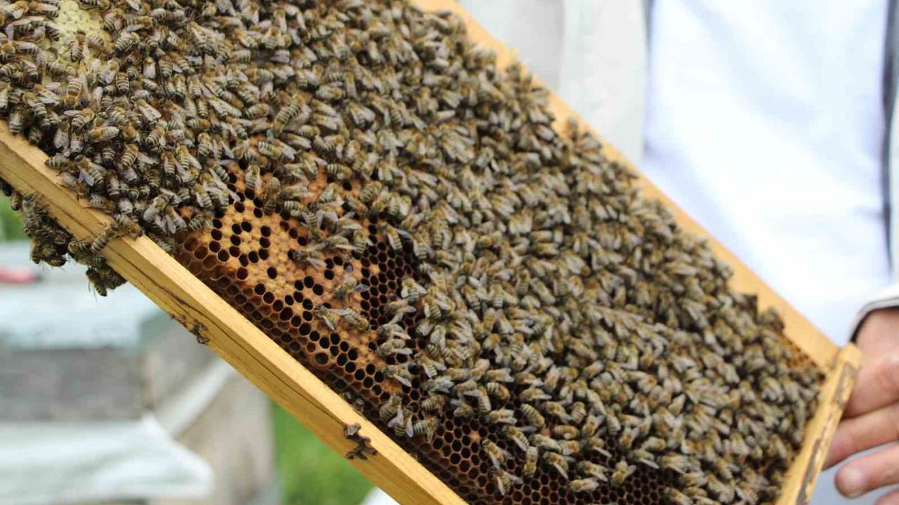 Anzer balı yeni sezonda kilogramı 7 bin TL'den satışa çıkacak