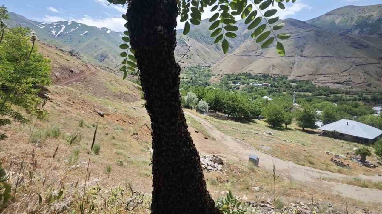 Arılar ağaçta oğul verdi: dallar ağırlıktan eğildi