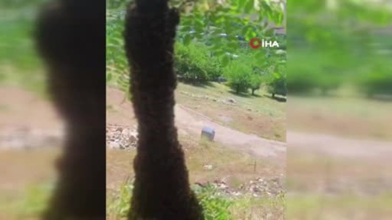 Arılar ağaçta oğul verdi: dallar arıların ağırlığıyla eğildi