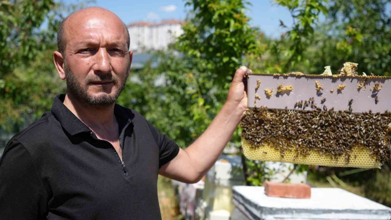 Arılara fısıldayan arıcı beş yıldır korunmasız temas kuruyor