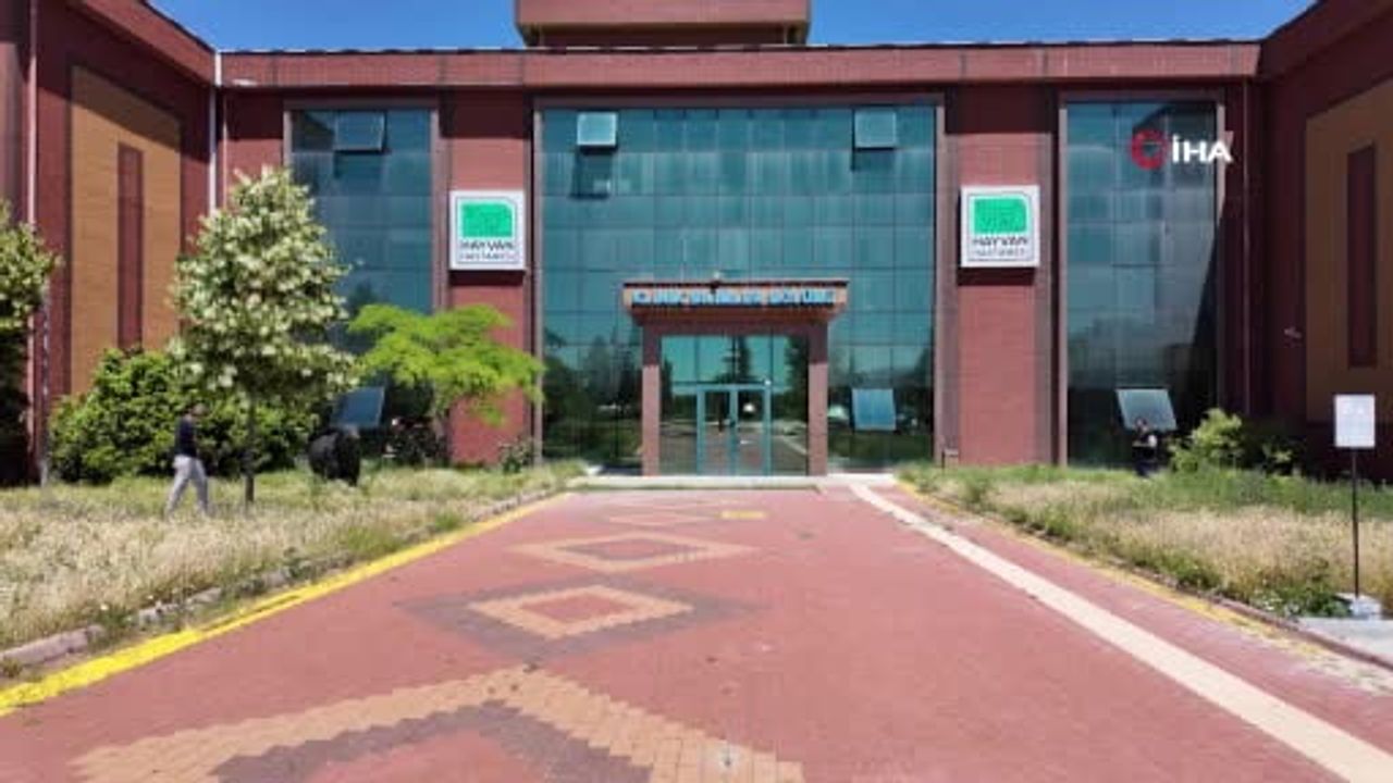Arka iki patisi ampute edilen Balım’a 3 boyutlu kedi protezi uygulandı