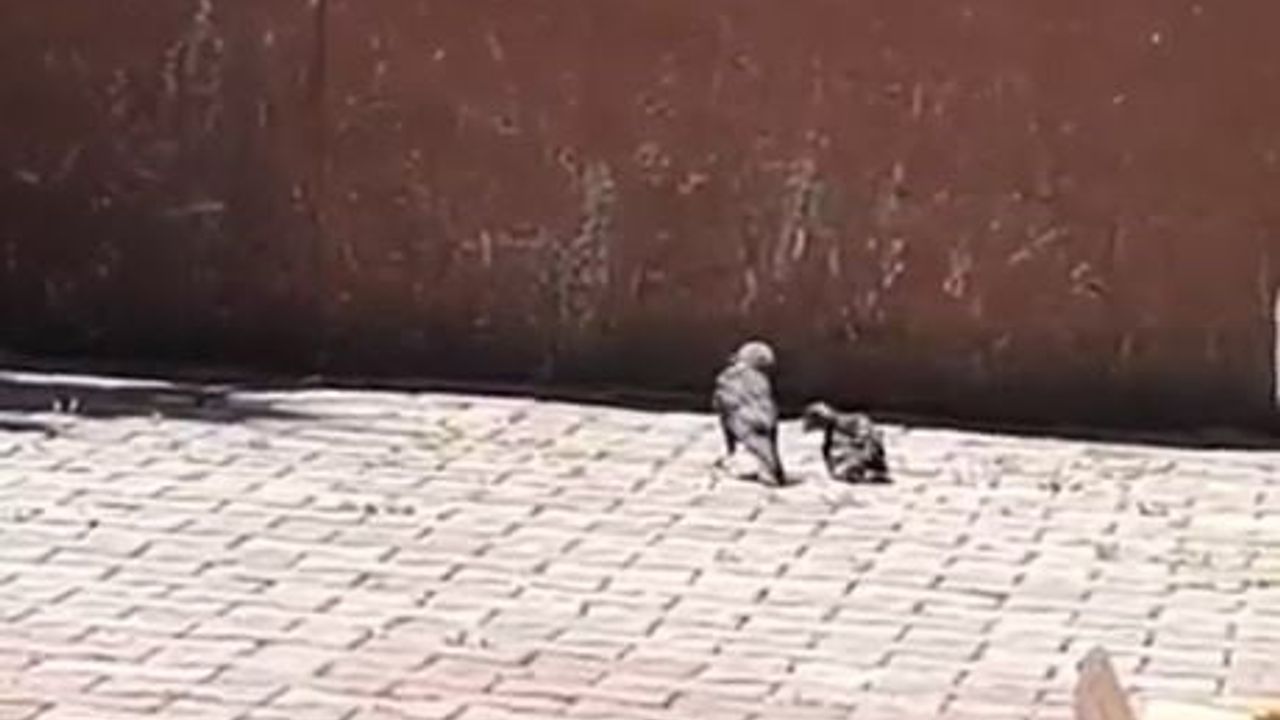 Arnavutköy'de Sabri Akın İlkokulu'nda havalandırma boşluğuna düşen karga yavrusu kurtarıldı