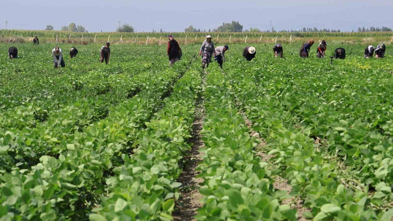 Arsuz’da 180 dekarda soya ekimi yapıldı