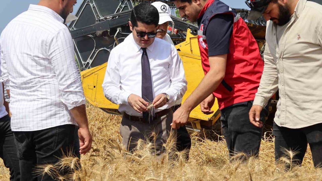 Arsuz'da buğday hasadı sürüyor