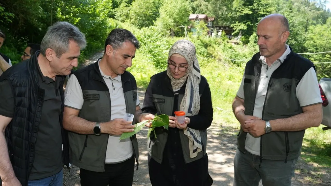 Artvin'de 5 bin Samuray Arısı doğaya salındı — Kestane Gal Arısıyla biyolojik mücadelede hedef aşıldı